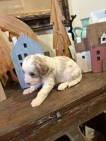 Male #4, a male Cavapoo for sale in Lawrenceburg, TN – 4 of 6