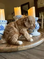 Girl #3, a male Cavapoo for sale in Lawrenceburg, TN – 4 of 4