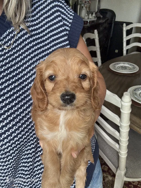 Girl #1 – Cavapoo puppy for sale in Lawrenceburg, TN