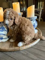 Male #6, a male Cavapoo for sale in Lawrenceburg, TN – 2 of 4