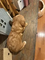 Girl #1, a male Cavapoo for sale in Lawrenceburg, TN – 4 of 5