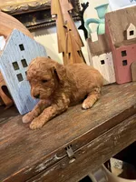 Girl #2, a male Cavapoo for sale in Lawrenceburg, TN – 4 of 4