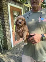 Make #5, a male Cavapoo for sale in Lawrenceburg, TN – 2 of 3