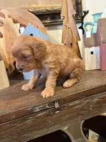 Male #2, a male Cavapoo for sale in Lawrenceburg, TN – 3 of 3