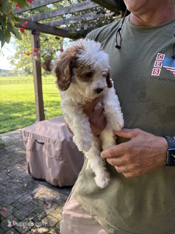 Girl #1 – Cavapoo puppy for sale in Lawrenceburg, TN
