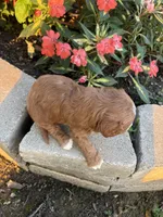 Male #1, a male Cavapoo for sale in Lawrenceburg, TN – 3 of 5