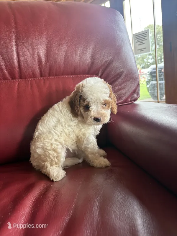 Girl #1 – Cavapoo puppy for sale in Lawrenceburg, TN