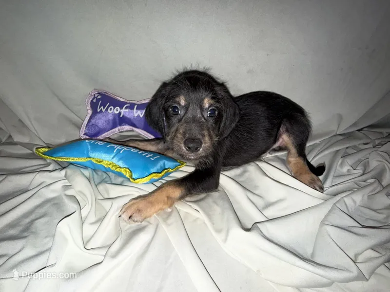 Benny – American Pit Bull Terrier, Goldendoodle puppy for sale in Richmond, VA