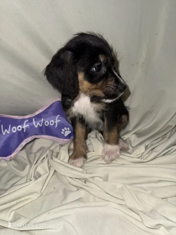 Doodle/Terrier Mix  – American Pit Bull Terrier, Goldendoodle puppy for sale in Richmond, VA