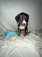 Pablo , a male American Pit Bull Terrier and Goldendoodle for sale in Richmond, VA – 2 of 3