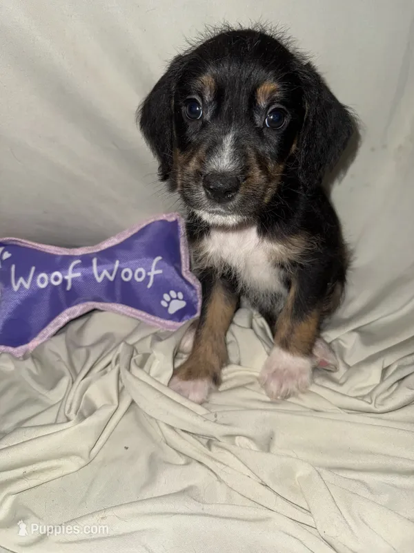 Manny – American Pit Bull Terrier, Goldendoodle puppy for sale in Richmond, VA