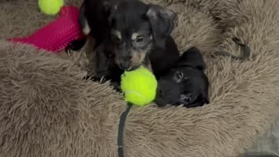 Braxton - Golden Doodle/ Pitbull Mix , a male American Pit Bull Terrier and Goldendoodle for sale in Richmond, VA – 4 of 4