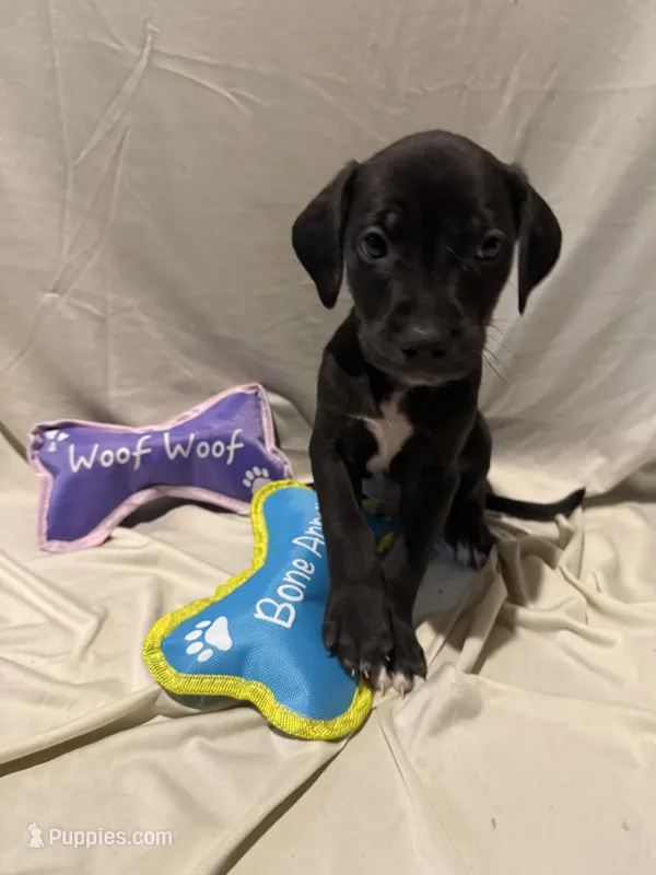 Onyx – American Pit Bull Terrier, Goldendoodle puppy for sale in Richmond, VA