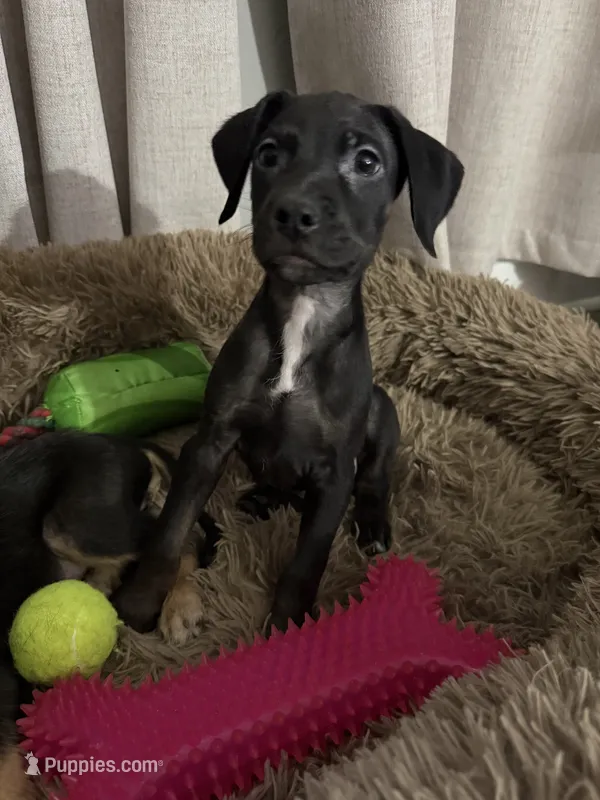 Braxton - Golden Doodle/ Pitbull Mix  – American Pit Bull Terrier, Goldendoodle puppy for sale in Richmond, VA