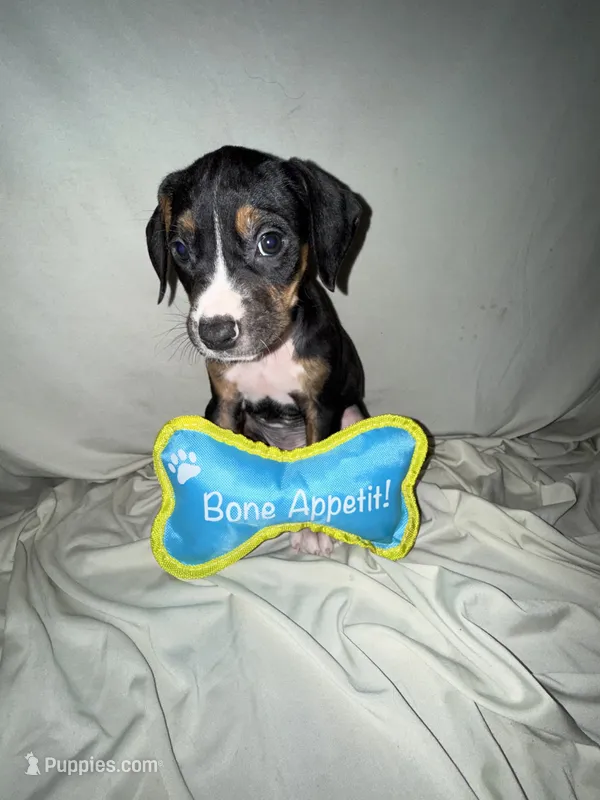 Pablo  – American Pit Bull Terrier, Goldendoodle puppy for sale in Richmond, VA