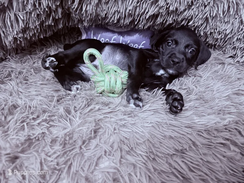 Onyx – Goldendoodle puppy for sale in Richmond, VA