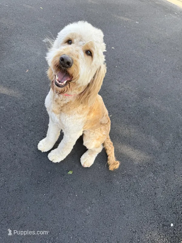 Stonie – Goldendoodle puppy on hold in Richmond, VA