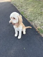 Stonie, a female Goldendoodle for sale in Richmond, VA – 4 of 4