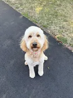 Stonie, a female Goldendoodle for sale in Richmond, VA – 3 of 4