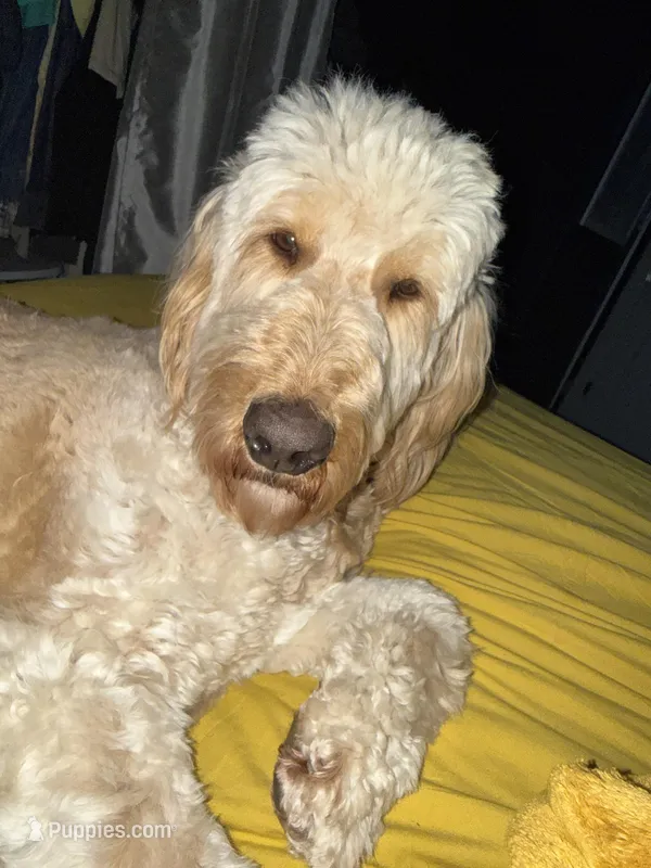 Stonie – Goldendoodle puppy for sale in Richmond, VA