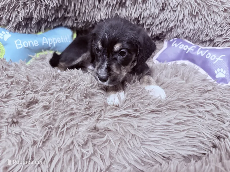 Pablo  – Goldendoodle puppy for sale in Richmond, VA