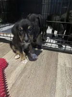 Doodle/Terrier Mix , a male American Pit Bull Terrier and Goldendoodle for sale in Richmond, VA – 8 of 10