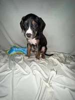 Pablo , a male American Pit Bull Terrier and Goldendoodle for sale in Richmond, VA – 3 of 3