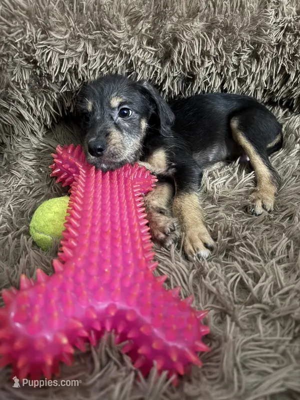 Doodle/Terrier Mix  – Goldendoodle puppy for sale in Richmond, VA