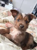 Carrot Cake, a male Pembroke Welsh Corgi and Yorkshire Terrier for sale in Council Bluffs, IA – Photo 1 of 6