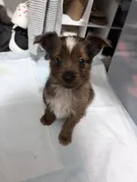 Carrot Cake, a male Pembroke Welsh Corgi and Yorkshire Terrier for sale in Council Bluffs, IA – Photo 6 of 6