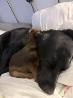 Carrot Cake, a male Pembroke Welsh Corgi and Yorkshire Terrier for sale in Council Bluffs, IA – Photo 4 of 6