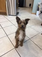 Carrot Cake, a male Pembroke Welsh Corgi and Yorkshire Terrier for sale in Council Bluffs, IA – Photo 2 of 6
