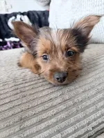 Carrot Cake, a male Pembroke Welsh Corgi and Yorkshire Terrier for sale in Council Bluffs, IA – Photo 3 of 7