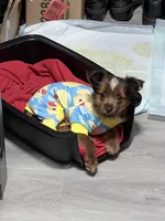 Carrot Cake, a male Pembroke Welsh Corgi and Yorkshire Terrier for sale in Council Bluffs, IA – Photo 4 of 7