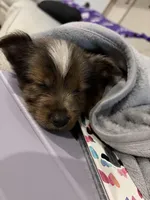 Carrot Cake, a male Pembroke Welsh Corgi and Yorkshire Terrier for sale in Council Bluffs, IA – Photo 6 of 7