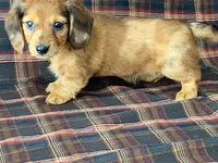 Mini, a female Dachshund for sale in Fennimore, WI – 6 of 9
