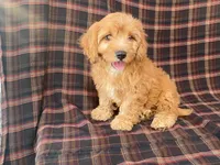 Mindy, a female Cavachon for sale in Fennimore, WI – 4 of 9