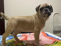 tug, a male French Bulldog and Pug for sale in Fennimore, WI – Photo 3 of 6