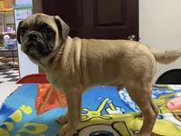 tug, a male French Bulldog and Pug for sale in Fennimore, WI – Photo 6 of 6