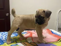 tug, a male French Bulldog and Pug for sale in Fennimore, WI – Photo 4 of 6