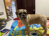 tug, a male French Bulldog and Pug for sale in Fennimore, WI – Photo 2 of 6