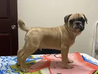 tug, a male French Bulldog and Pug for sale in Fennimore, WI – Photo 5 of 6