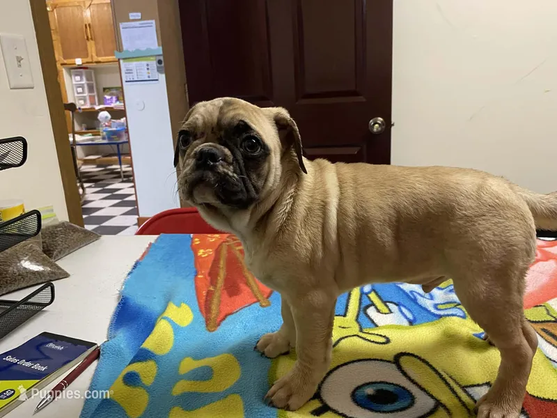 tug – French Bulldog, Pug puppy for sale in Fennimore, WI