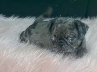 Chi Chi, a female Pug for sale in Fennimore, WI – 6 of 10
