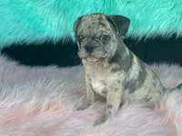 Charlie, a male French Bulldog and Pug for sale in Fennimore, WI – 9 of 10