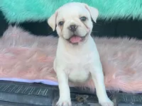 Snowball, a male French Bulldog and Pug for sale in Fennimore, WI – 2 of 10
