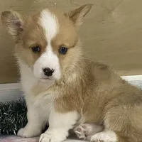 Bambi, a female Pembroke Welsh Corgi for sale in Fennimore, WI – Photo 2 of 10
