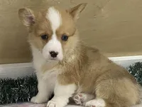 Bambi, a female Pembroke Welsh Corgi for sale in Fennimore, WI – Photo 2 of 10