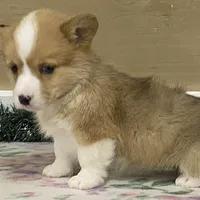 Bambi, a female Pembroke Welsh Corgi for sale in Fennimore, WI – Photo 10 of 10