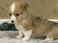 Bambi, a female Pembroke Welsh Corgi for sale in Fennimore, WI – Photo 10 of 10